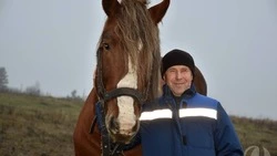 Житель села Хорошилово рассказал о разведении лошадей