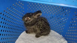 Оскольчанка рассказала историю о спасении маленького зайца