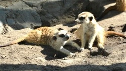 Работница старооскольского зоопарка рассказала о жизни сурикатов