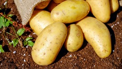 Погодные условия повлияли на качество картофеля под урожай белгородских аграриев