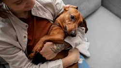 Выставка-раздача бездомных собак пройдёт в Старом Осколе