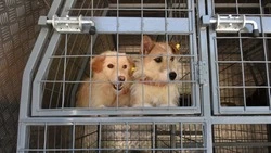 Руководители коммунальных служб провели встречу с зооволонтёрами в Старом Осколе