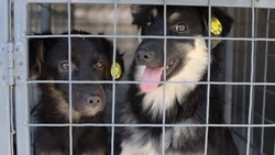 Выставка-раздача бездомных животных пройдёт в Старом Осколе