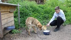 Староосколец спасает бездомных животных