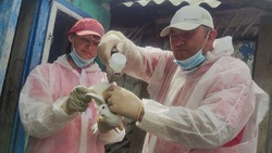 Вспышки птичьего гриппа произошли в трёх сёлах Старооскольского округа