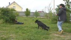 Старооскольский кинологический центр «Таврида» начал обучение собак-поисковиков