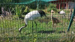 Японские журавли Мирослава и Такеши из белгородского зоопарка стали родителями