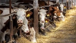 Вячеслав Гладков: новое производство по кормам для животноводства открылось в Белгородской области