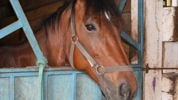 Частная конюшня «Георгиевская» стала спасением для больных детей и приютом для брошенных собак