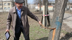 Комиссия отправила на вырубку более ста тополей в старооскольском парке
