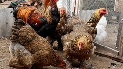 Старооскольская семья разводит необычных кур