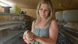 Старооскольцы организовали мини-ферму по разведению перепелов