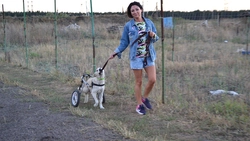 Первая собака в инвалидной коляске появилась в Старом Осколе