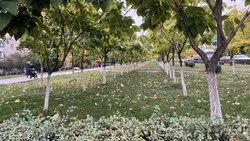 Оскольчанка поделилась секретами правильной побелки деревьев