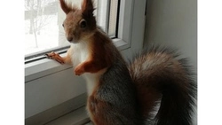 Старооскольская семья завела белку