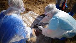Управление ветеринарии проверит региональные скотомогильники на сибирскую язву