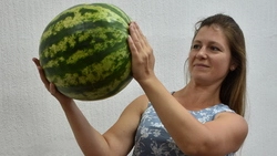 Специалисты старооскольской испытательной лаборатории проверили арбуз на нитраты