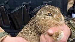 Старооскольские бойцы СВО приютили кролика и назвали его Прапорюга