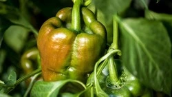 Оскольчане смогут поддержать местного производителя в голосовании за национальный органический бренд