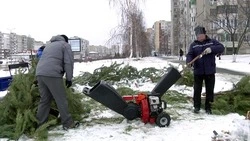 Места для складирования новогодних елей определят в Старом Осколе