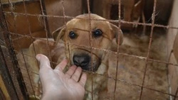 Старооскольцы стали сообщать о бездомных животных через телеграм-канал