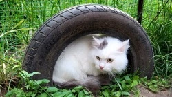 Оскольчанка-зооволонтёр взяла на передержку питомцев из Шебекино