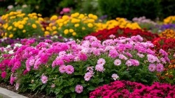 Владимир Жданов рассказал о реализации проекта «Умное озеленение»