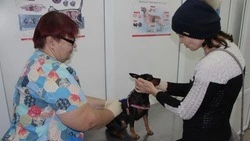 Три случая бешенства выявлено в строоскольских сёлах