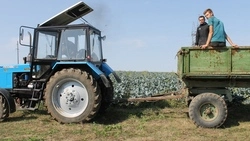 Сбор брокколи в старооскольской Николаевке продлится до октября