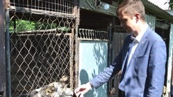Андрей Чесноков встретился с зооволонтёрами в Федосеевке