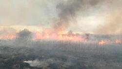 МЧС предотвратило 99 ландшафтных пожаров в регионе за минувшую неделю
