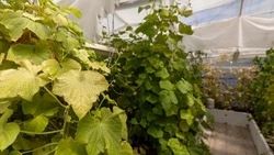 Вячеслав Гладков: участники СВО из Белгородской области стали заключать социальные контракты