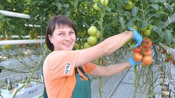 Овощеводы старооскольской компании «Гринхаус» научились выращивать необычные томаты