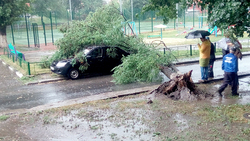 Дерево упало сегодня утром на припаркованный автомобиль в Старом Осколе