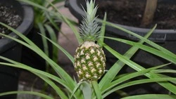 Староосколец построил теплицу у себя на участке и выращивает экзотические фрукты