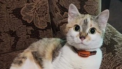 Старооскольские волонтёры приютили у себя кошку бойца СВО