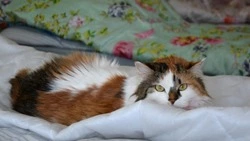 Шебекинцы прибыли в старооскольский ПВР с домашними питомцами