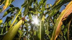 Вячеслав Гладков рассказал об успехах Белгородской области в сельском хозяйстве