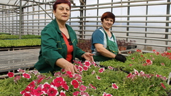 Рабочие «Зеленстроя» в этом году высадят на клумбах Старого Оскола более миллиона растений