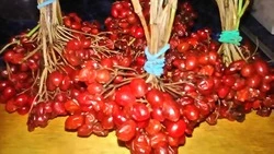 Оскольчанка собрала большой урожай калины