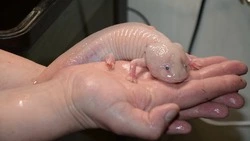 Лунтик поселился в домашнем аквариуме