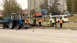 «Зеленстрой» высадит на разделительных полосах дорог в Старом Осколе три тысячи кустов спиреи