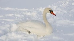 Экоохотнадзор Белгородской области призвал не кормить перелётных птиц