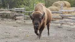 Как животные развлекали посетителей старооскольского зоопарка этой осенью