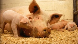 Специалисты подтвердили статус благополучия по классической чуме свиней в регионе