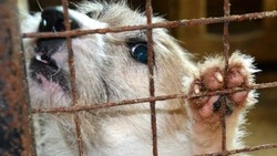 Ветеринарный врач муниципального приюта рассказал о содержании собак