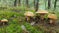 Опытный старооскольский грибник рассказала о лесных дарах