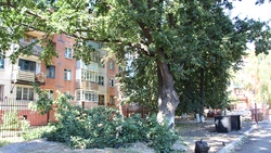 Старооскольцы пожаловались на покалечивших дуб рабочих